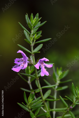 Closeup of flowers of Australian rosemary (Westringia fruticosa) in a garden in late summer photo