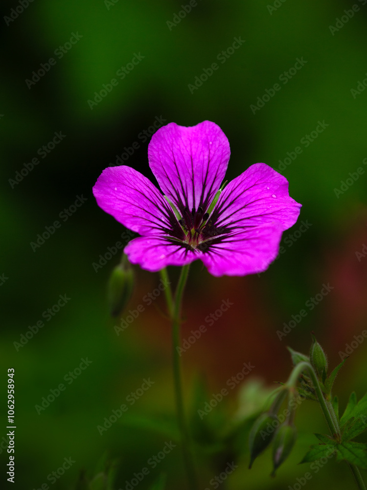 Closeup of pink Cranesbill (Geranium 'Patricia') in a garden in late summer Closeup of pink Cranesbill (Geranium 'Patricia') in a garden in late summer