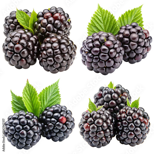 Set of blackberry berries, blackberry leaves, and blackberry leaves on a transparent background. The concept of delicious and healthy berries.