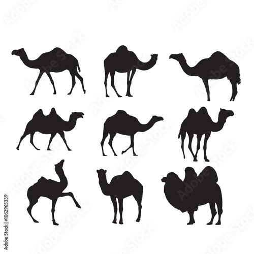 Camel vector silhouette on white background