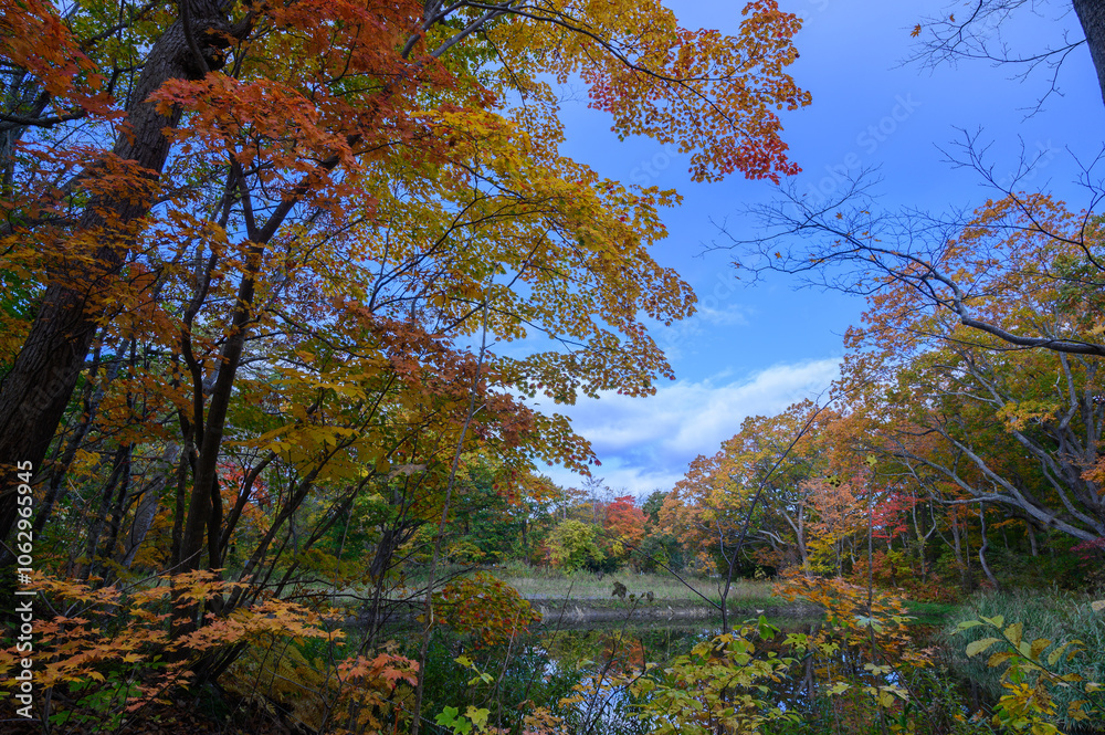 Fototapeta premium 秋の大沼と紅葉