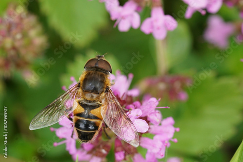 Fototapeta Naklejka Na Ścianę i Meble -  Close-Up of a dronefly, Eristalis on Pink Flowers