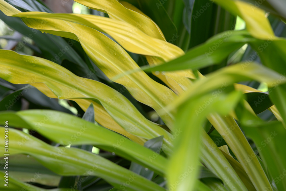 Obraz premium 葉模様 自然の造形