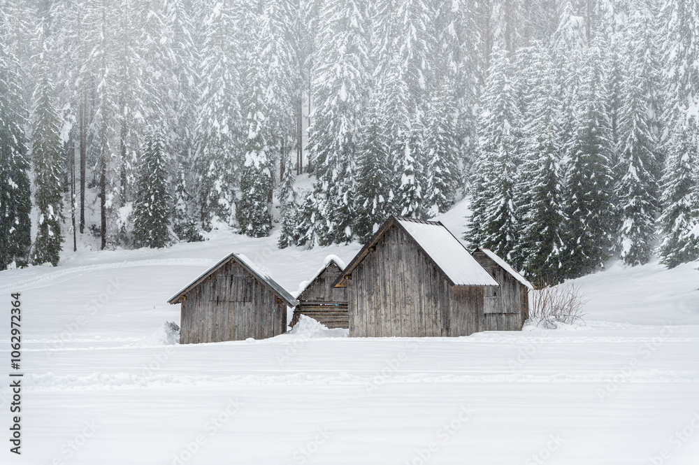 Winter atmosphere. Inside a thick snowfall. Sappada, Dolomites.