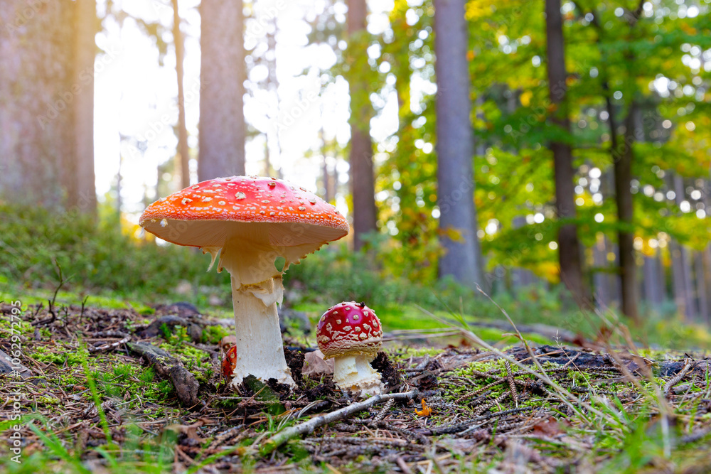 Fly agaric mushroom - in autumn forest.