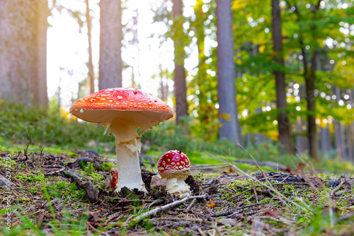 Obraz na płótnie Fly agaric mushroom - in autumn forest. w salonie