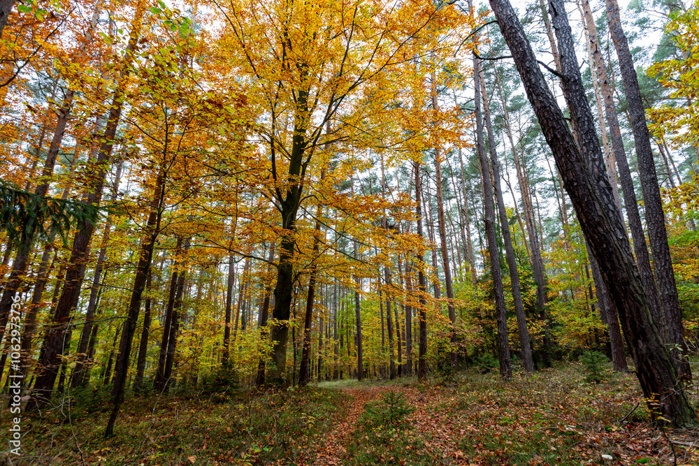 A trail in a colorful autumn forest.