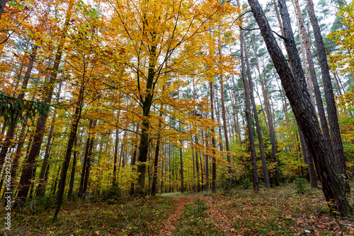 Obraz na płótnie A trail in a colorful autumn forest. w salonie