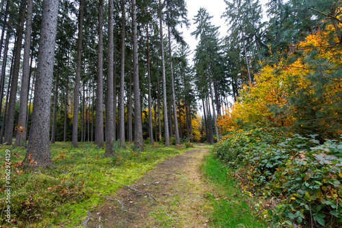 A trail in a colorful autumn forest.