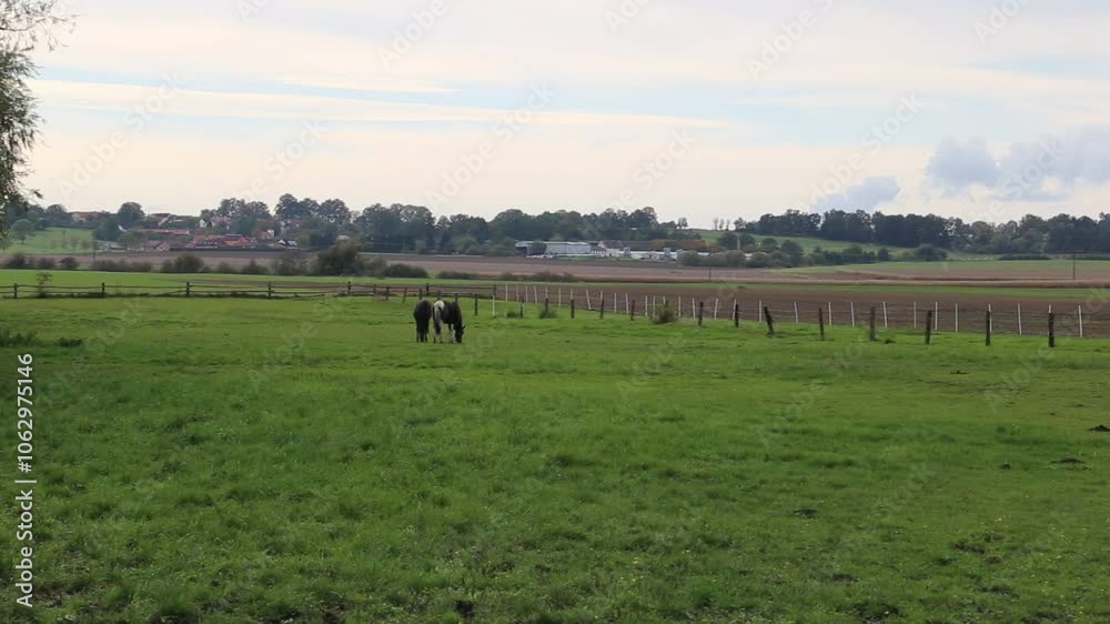 Horses are grazing in a pasture near a farm. Horses are grazing in a pasture near a farm.