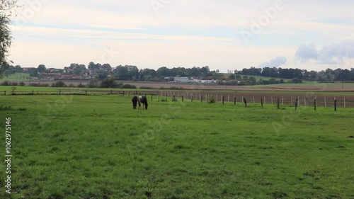 Wallpaper Mural Horses are grazing in a pasture near a farm. Torontodigital.ca