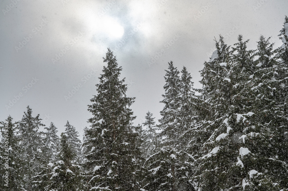 Winter atmosphere. Inside a thick snowfall. Sappada, Dolomites. Winter atmosphere. Inside a thick snowfall. Sappada, Dolomites.