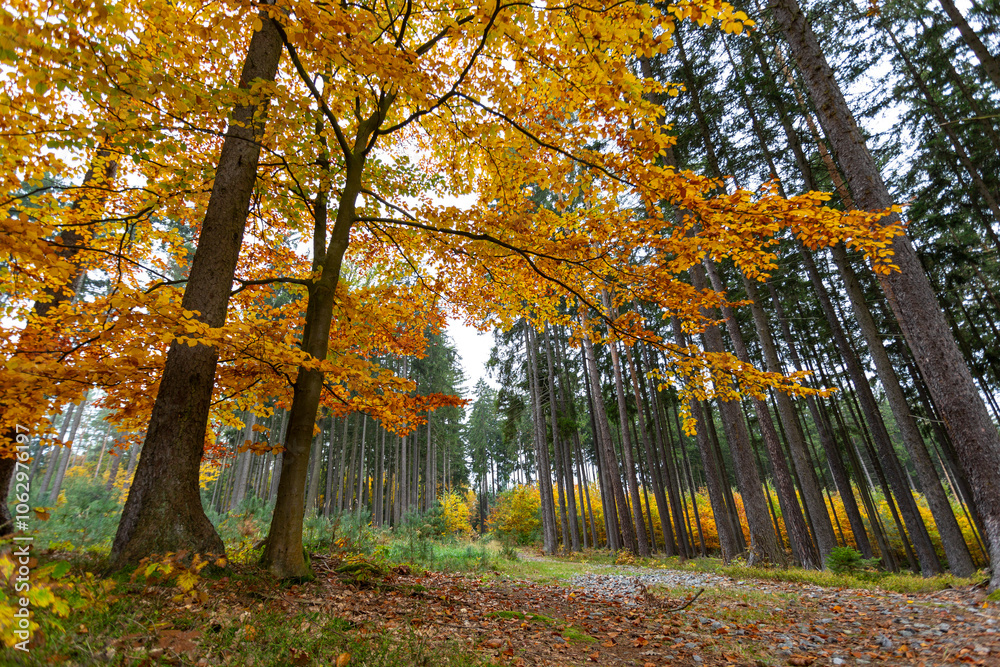 A road in a colorful autumn forest.