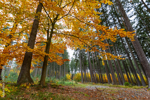 Obraz na płótnie A road in a colorful autumn forest. w salonie