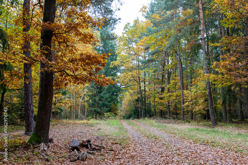 A road in a colorful autumn forest.