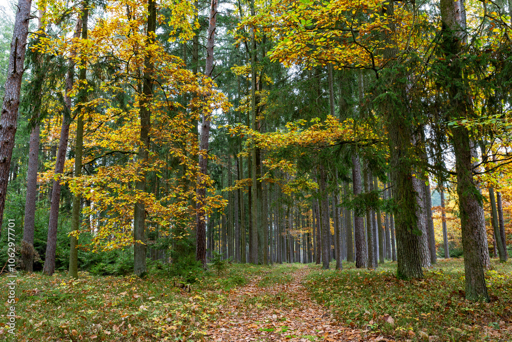A road in a colorful autumn forest.