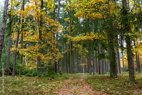 Obraz na płótnie A road in a colorful autumn forest. w salonie