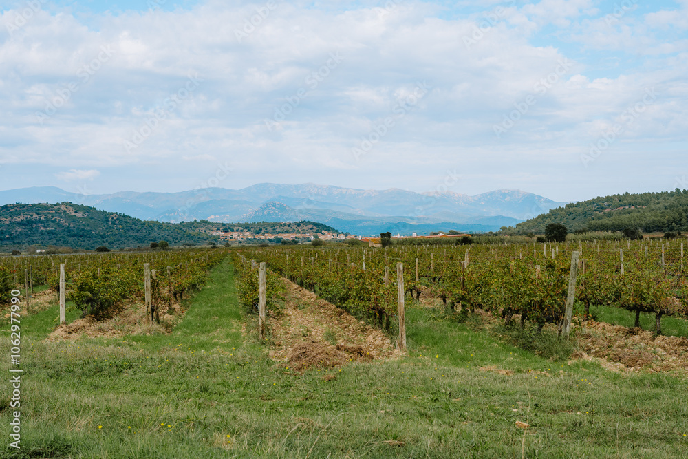 Fototapeta premium Vineyard in Summer, L'Empordà, Figueres, Girona, Catalonia, Spain