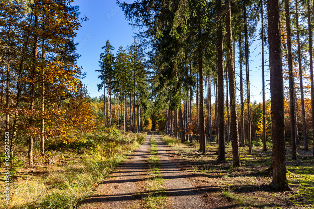 A logging road through an autumn forest.