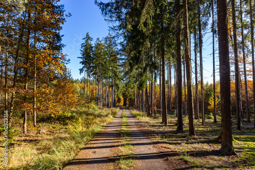 Obraz na płótnie A logging road through an autumn forest. w salonie