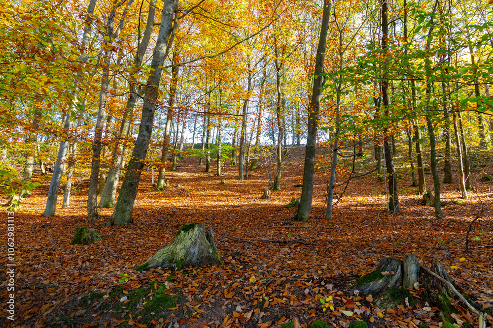 A path through a beech grove on a bright autumn day.