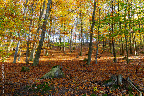 Obraz na płótnie A path through a beech grove on a bright autumn day. w salonie