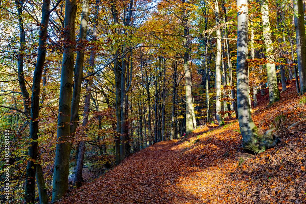 A path through a beech grove on a bright autumn day.