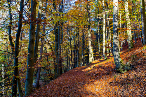 Obraz na płótnie A path through a beech grove on a bright autumn day. w salonie