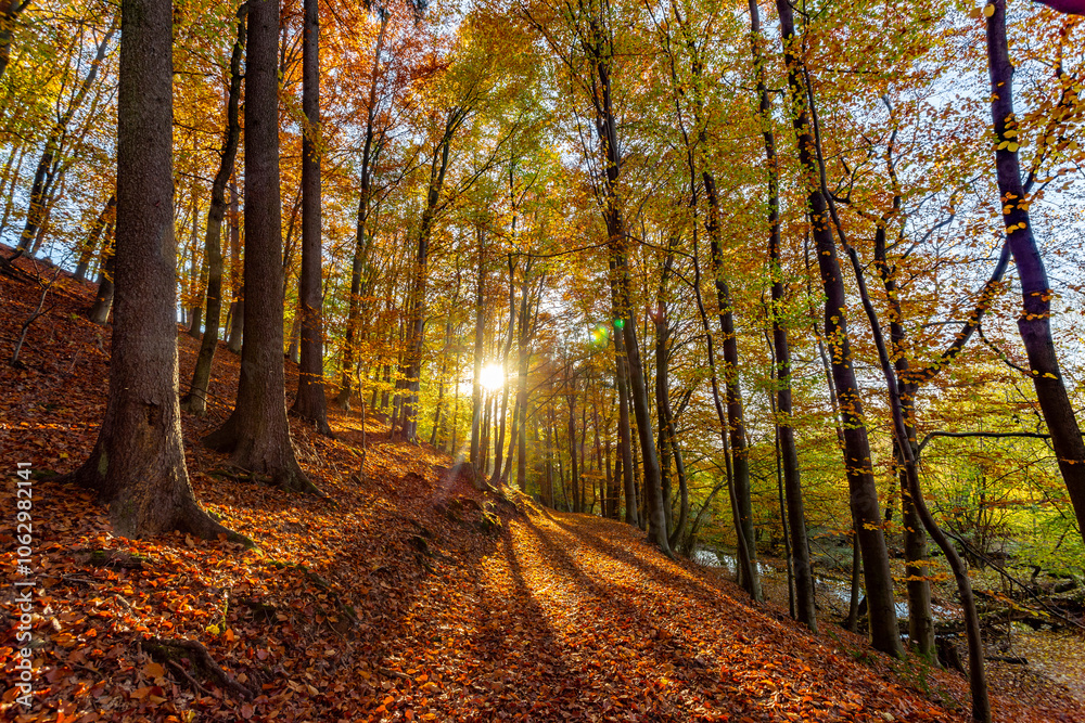 A path through a beech grove on a bright autumn day.