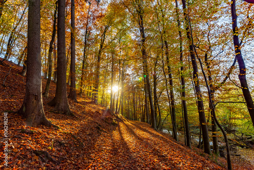 Obraz na płótnie A path through a beech grove on a bright autumn day. w salonie