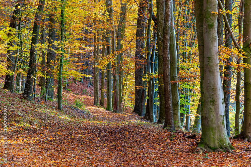 A path through a beech grove on a bright autumn day.