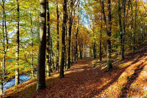 Obraz na płótnie A path through a beech grove on a bright autumn day. w salonie