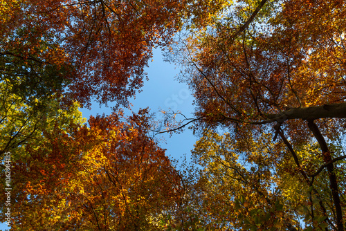 Obraz na płótnie A photograph of tree canopies painted in autumn colors. w salonie