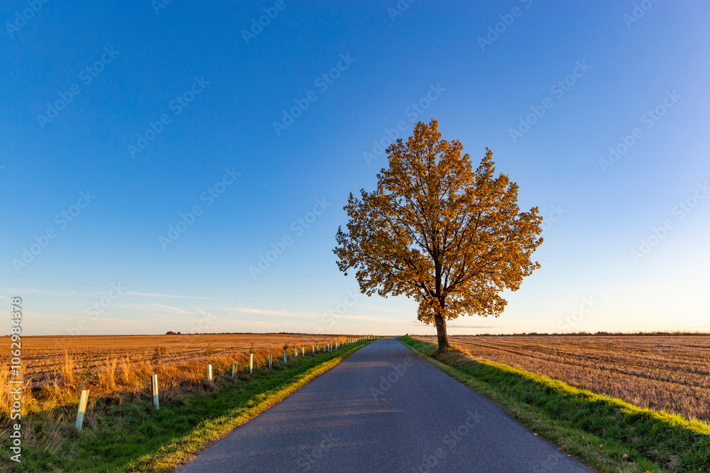 A country road among fields and a lone tree painted in autumn colors.