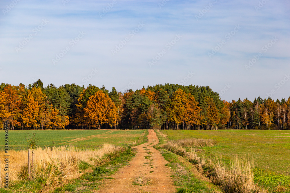 A dirt road leading into an autumn forest.