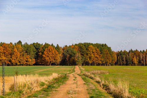 A dirt road leading into an autumn forest.