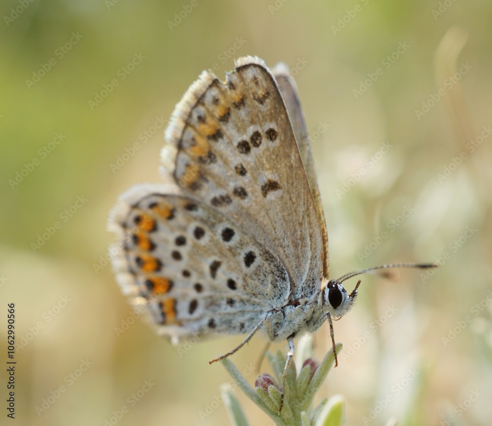 A beautiful little butterfly on a flower. Beautiful insects. A beautiful little butterfly on a flower. Beautiful insects.