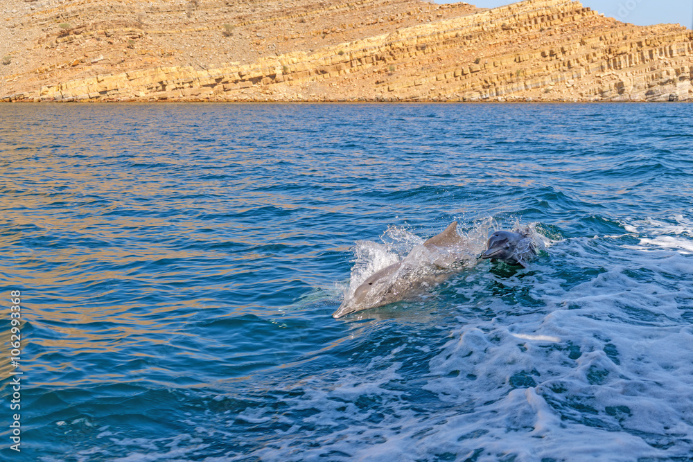 Fototapeta premium Dolphins surf the waves in the calm waters off the rocky coast of Musandam Peninsula, Khasab, Oman