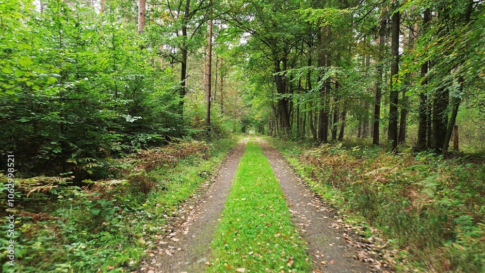 Dirt trail with colorful autumn foliage Dirt trail with colorful autumn foliage