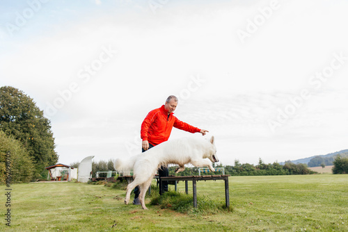 Mid adult man training white Swiss dog to jump over hurdle photo