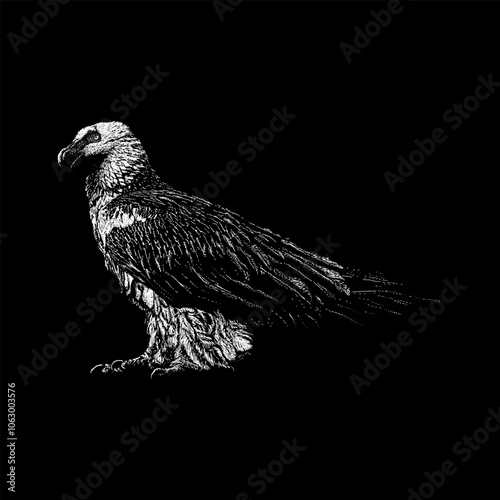 Bearded Vulture hand drawing vector isolated on black background.