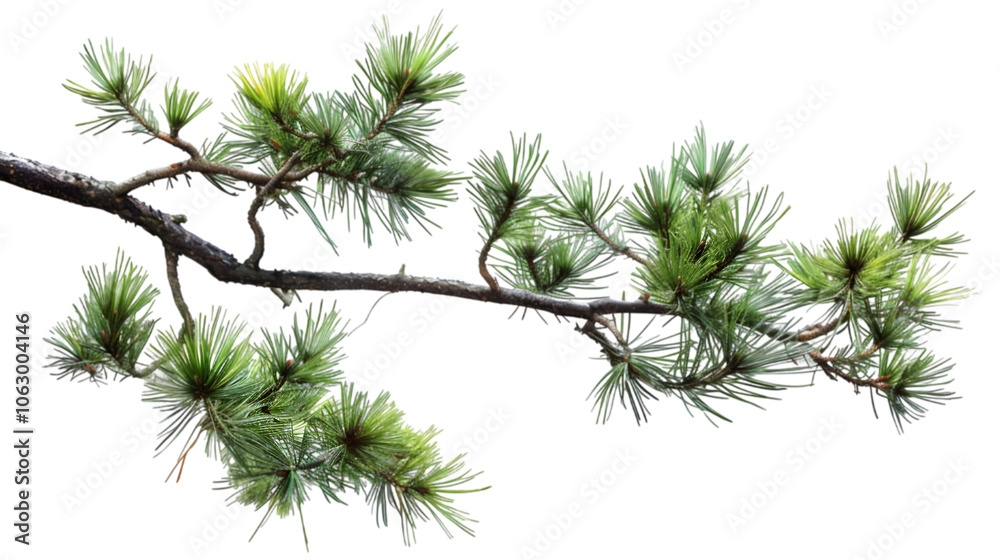 Naklejka premium pine tree branch png