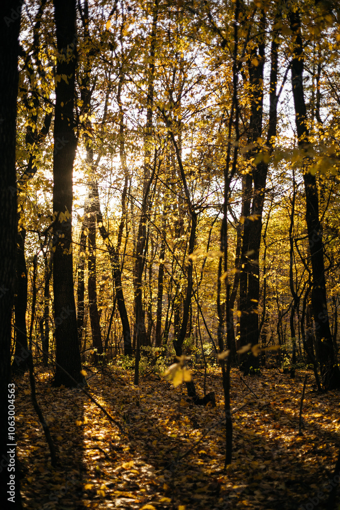 Fototapeta premium autumn forest in the morning
