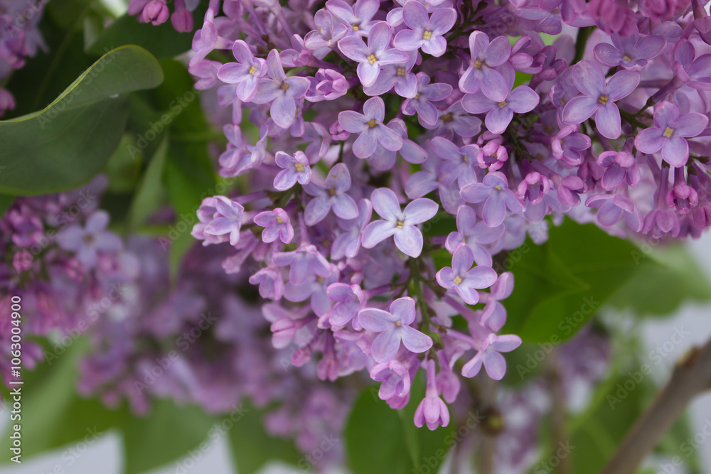 Close-up of lilac blossoms in full bloom Close-up of lilac blossoms in full bloom