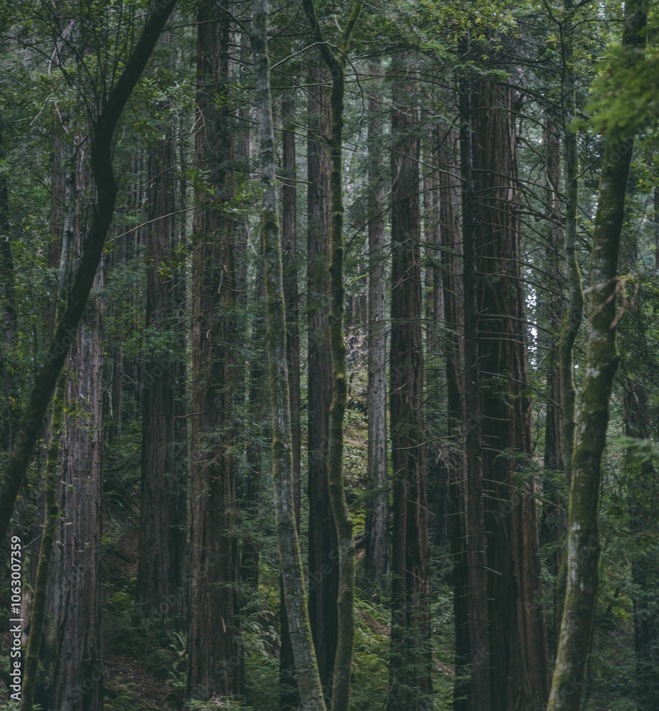 Obraz premium Majestic Forest Trees