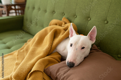 Bull Terrier dog lying on sofa with blanket in living room at home