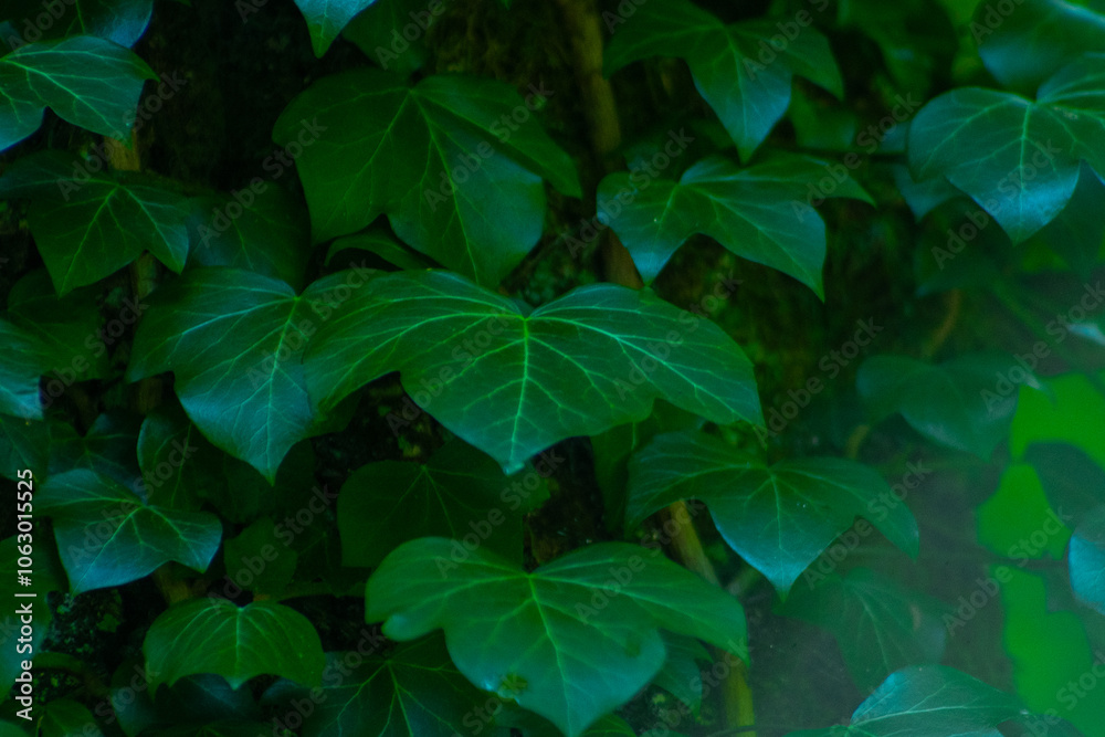 Ivy leaves. Green leafy background. Nature forest Ivy leaves. Green leafy background. Nature forest