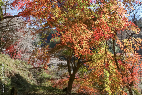 愛知県豊田市小原の四季桜。川見（せんみ）さくら山。秋に咲く桜、紅葉とのコラボ。