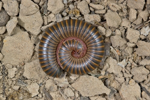 American giant millipede Narceus americanus nature defensive position. photo