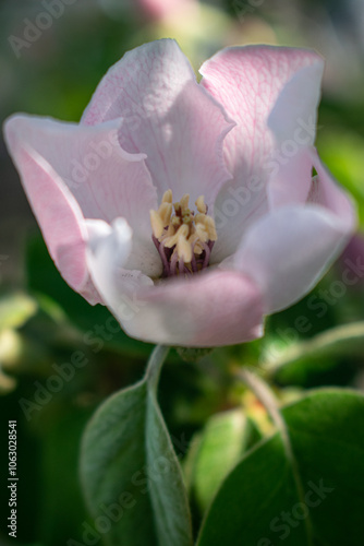 Wallpaper Mural Pink quince flower. Natural background Torontodigital.ca